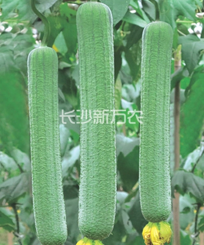 新香優(yōu)8號(hào)