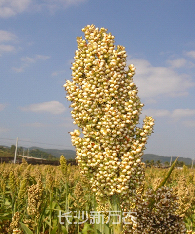 兩糯1號(hào)（品種鑒定編號(hào)：國(guó)鑒200513）