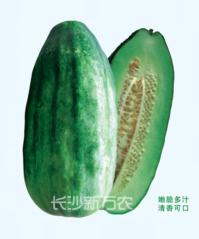 脆香菜瓜